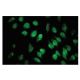 SAF-B Antibody (4D6) - Immunofluorescence - Image 65115