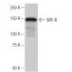 SAF-B Antibody (4D6) - Western Blotting - Image 65117 
