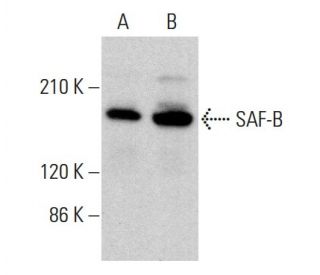SAF-B Antibody (F-3) - Western Blotting - Image 384334 