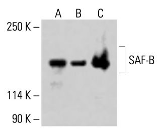 SAF-B Antibody (F-3) - Western Blotting - Image 415266 