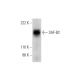 SAF-B2 Antibody (A-9) - Western Blotting - Image 295926