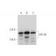 SAF-B2 Antibody (C-5) - Western Blotting - Image 333642 