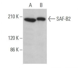 SAF-B2 Antibody (C-5) - Western Blotting - Image 371329 