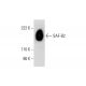 SAF-B2 Antibody (E-2) - Western Blotting - Image 297133