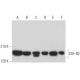 SAF-B2 Antibody (E-2) - Western Blotting - Image 371327 
