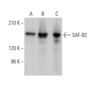 SAF-B2 Antibody (F-1) - Western Blotting - Image 371366 
