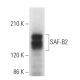 SAF-B2 Antibody (F-1) - Western Blotting - Image 371332 