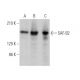 SAF-B2 Antibody (F-1) - Western Blotting - Image 371366 