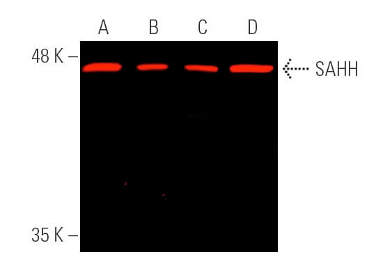 p-accalpha-antibody-f-2-