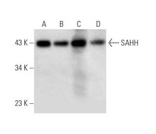 SAHH Antibody (A-6) - Western Blotting - Image 293002 