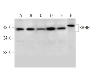 SAHH Antibody (F-11) - Western Blotting - Image 293003 