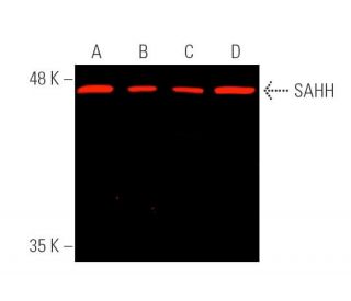 SAHH Antibody (A-11) - Western Blotting - Image 389974