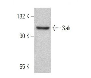 SAK/STK18/PLK4 Antibody (19-Y7) - Western Blotting - Image 367977 