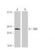 Sall2 Antibody (PL-A12) - Western Blotting - Image 65119