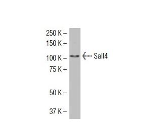 Sall4抗体(EE-30)