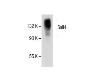 Sall4 Antibody (F-2) - Western Blotting - Image 285060 
