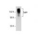 Sall4 Antibody (F-2) - Western Blotting - Image 285060 