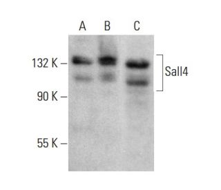 Sall4 Antibody (G-3) - Western Blotting - Image 376913 