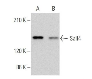 Sall4 Antibody (G-3) - Western Blotting - Image 359755