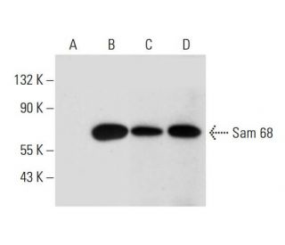 western blotting image from recommended Sam 68 (H-4) monoclonal antibody replacement. Image 320260