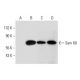 western blotting image from recommended Sam 68 (H-4) monoclonal antibody replacement. Image 320260