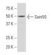 Sam50 Antibody (SQ-7) - Western Blotting - Image 33864
