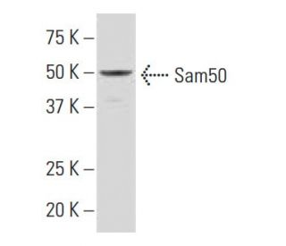 Sam50 Antibody (SQ-7) - Western Blotting - Image 33864SAM Transcription Activation: SAM system utilizing dCas9-VP64, MS2-P65-HSF1, and sgRNA for precise gene transcription activation.