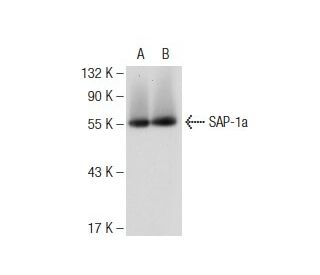 SAP-1a Antibody (H-3) - Western Blotting - Image 109100The Double Nickase Plasmid features a U6 promoter for sgRNA expression, a 20 nt targeting sequence, and a gRNA scaffold to guide Cas9n. It includes a CBh promoter for Cas9n (D10A) and puromycin resistance, GFP for transfection verification, and nuclear localization signals (NLS). The 2A peptide allows co-expression of Cas9n and Puro from a single promoter, enabling precise genome editing with reduced off-target effects.