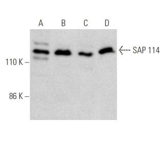 SAP 114 Antibody (H-10) - Western Blotting - Image 364977 