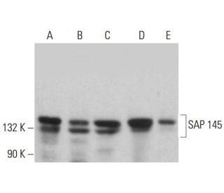 SAP 145 Antibody (D-4) - Western Blotting - Image 381763 