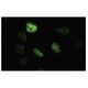 SAP 145 Antibody (RR-30) - Immunofluorescence - Image 35811