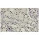 SAP 145 Antibody (RR-30) - Immunohistochemistry - Image 36304 