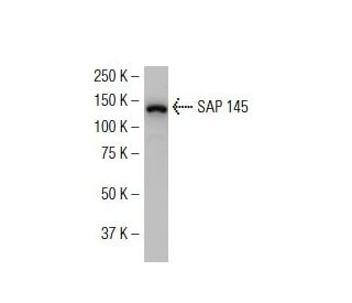 SAP 145 Antibody (RR-30) - Western Blotting - Image 34494 