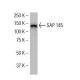 SAP 145 Antibody (RR-30) - Western Blotting - Image 34494 
