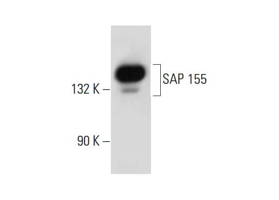 SAP 155 Antibody (B-3) | SCBT - Santa Cruz Biotechnology