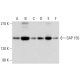 SAP 155 Antibody (G-9) - Western Blotting - Image 320296 