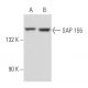 SAP 155 Antibody (G-9) - Western Blotting - Image 357980