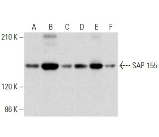 SAP 155 Antibody (G-9) - Western Blotting - Image 320296