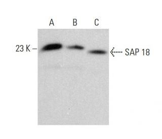 SAP 18 Antibody (E-3) - Western Blotting - Image 383277 