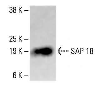 SAP 18 Antibody (E-4) - Western Blotting - Image 414289