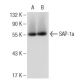 western blotting image from recommended SAP-1a (H-3) monoclonal antibody replacement. Image 109100