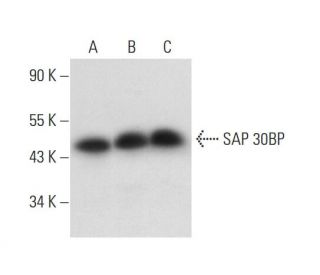 SAP 30BP Antibody (G-8) - Western Blotting - Image 318044 