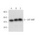 SAP 30BP Antibody (G-8) - Western Blotting - Image 318044 