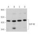 SAP 49 Antibody (D-11) - Western Blotting - Image 367200 