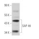 SAP 49 Antibody (D-11) - Western Blotting - Image 367534