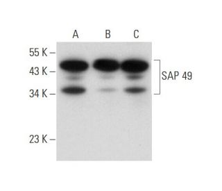 SAP 49 Antibody (G-7) - Western Blotting - Image 312010 