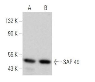 SAP 49 Antibody (G-7) - Western Blotting - Image 367532 