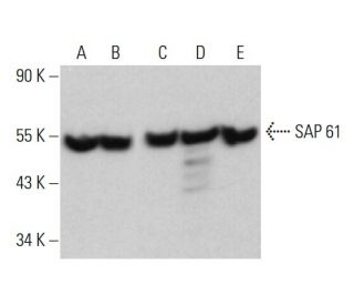 SAP 61 Antibody (A-5) - Western Blotting - Image 376107 