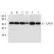 SAP 61 Antibody (H-3) - Western Blotting - Image 297065 