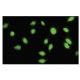 SAP 62 Antibody (32J-7) - Immunofluorescence - Image 35816
